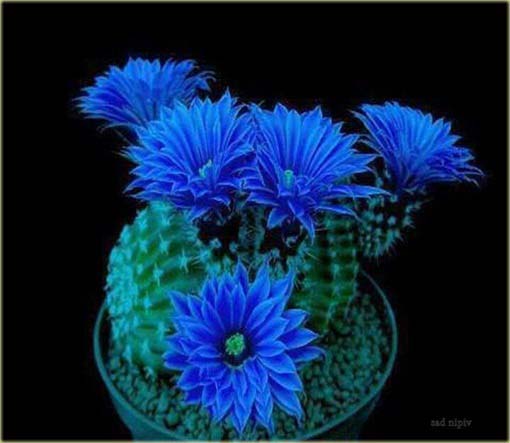 Kaktus kwitnący sukulent mix kolorów