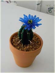 Kaktus kwitnący sukulent mix kolorów