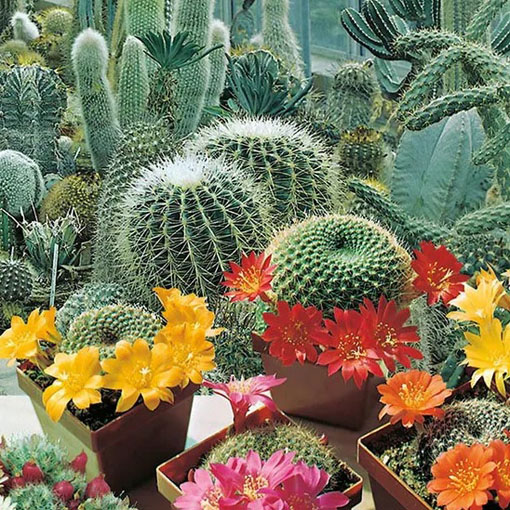 Kaktus Kwitnący mieszanka odmian kaktusów, Succulentus