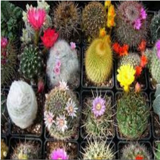 Kaktus Kwitnący mieszanka odmian kaktusów, Succulentus
