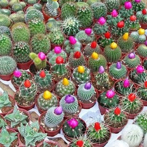 Kaktus Kwitnący mieszanka odmian kaktusów, Succulentus