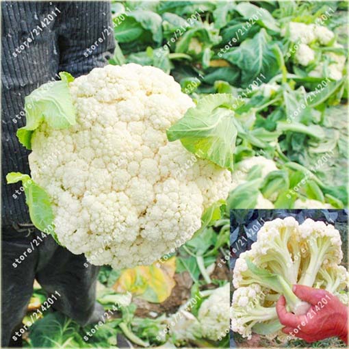 Kalafior biały, brokuł, kapusta warzywna