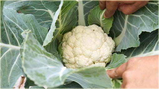 Kalafior biały, brokuł, kapusta warzywna