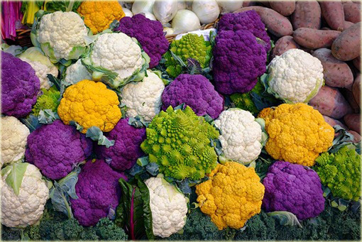 Kalafior mix kolorów