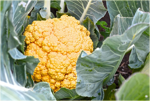 Kalafior mix kolorów