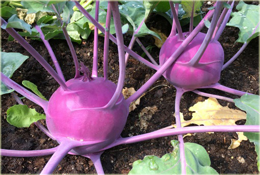 Kalarepa najzdrowsza z Holandii duża fioletowa!