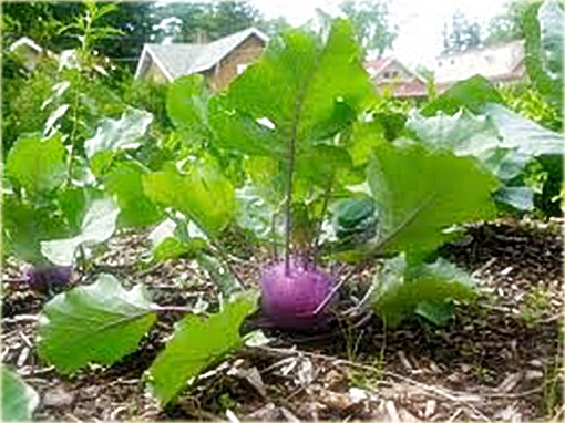 Kalarepa najzdrowsza z Holandii duża fioletowa!