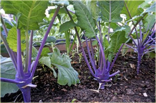 Kalarepa najzdrowsza z Holandii duża fioletowa!