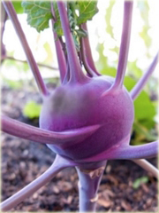 Kalarepa najzdrowsza z Holandii duża fioletowa!