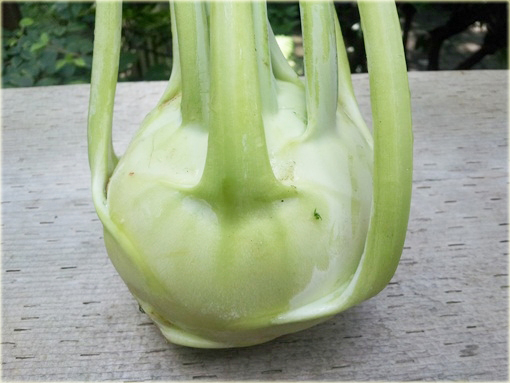 Kalarepa najzdrowsza z Holandii duża zielona!