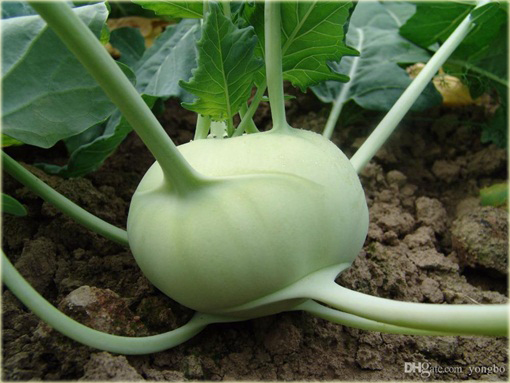 Kalarepa najzdrowsza z Holandii duża zielona!