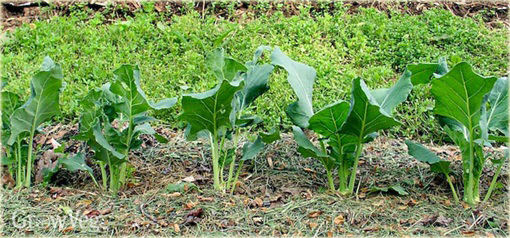 Kalarepa najzdrowsza z Holandii duża zielona!