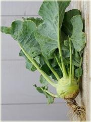 Kalarepa najzdrowsza z Holandii duża zielona!