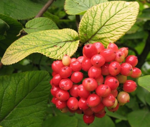 Nasiona Kalina hordowina, Viburnum lantana