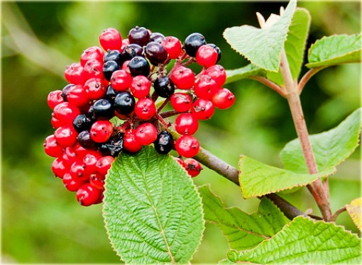 Nasiona Kalina hordowina, Viburnum lantana
