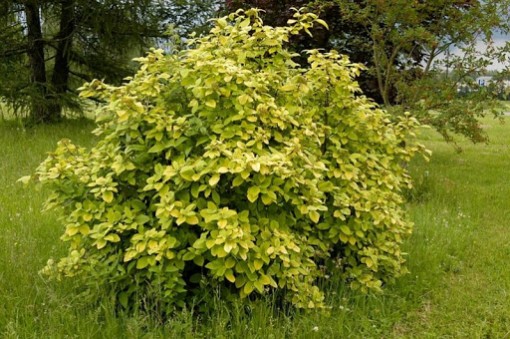Nasiona Kalina hordowina, Viburnum lantana