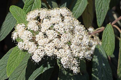 Nasiona Kalina hordowina, Viburnum lantana