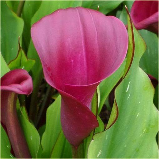 Kalla ciemnoróżowa