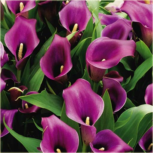 Kalla ciemnoróżowa