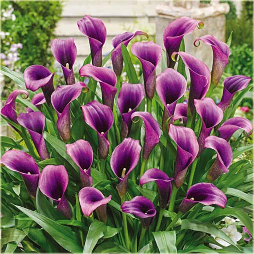 Kalla ciemnoróżowa