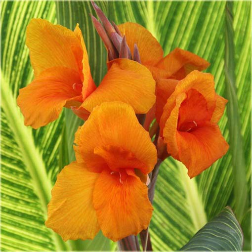 Kanna pomarańczowa, żółte liście, paciorecznik, Canna