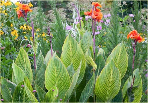 Kanna pomarańczowa, żółte liście, paciorecznik, Canna