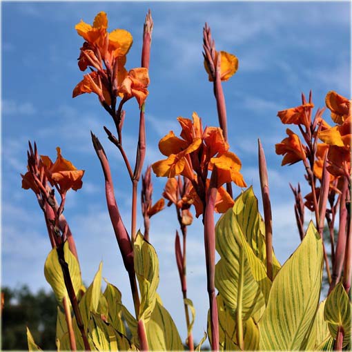 Kanna pomarańczowa, żółte liście, paciorecznik, Canna