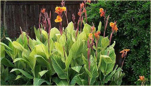Kanna pomarańczowa, żółte liście, paciorecznik, Canna