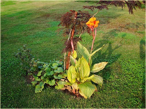 Kanna pomarańczowa, żółte liście, paciorecznik, Canna