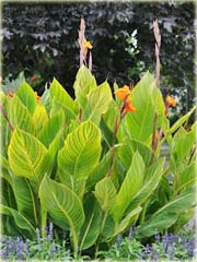 Kanna pomarańczowa, żółte liście, paciorecznik, Canna
