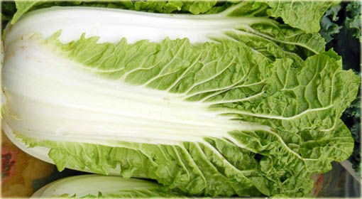 Kapusta pekińska bez GMO