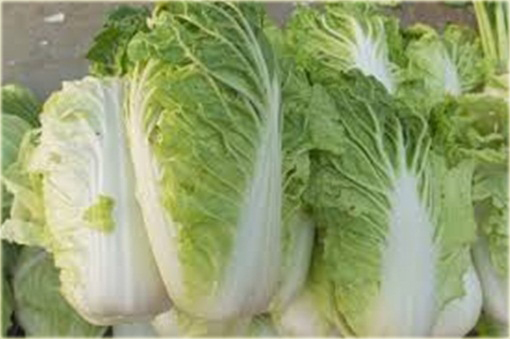 Kapusta pekińska bez GMO