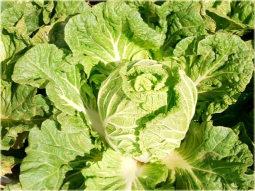 Kapusta pekińska bez GMO