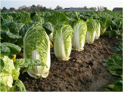 Kapusta pekińska bez GMO