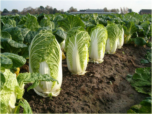 Kapusta pekińska żółta dla niemowląt i dzieci