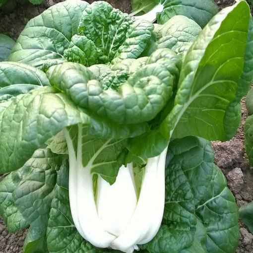 Kapusta warzywna Pak Choi, Brassica chinensis. Cabbage pak choi red inferno