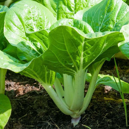 Kapusta warzywna Pak Choi, Brassica chinensis. Cabbage pak choi red inferno