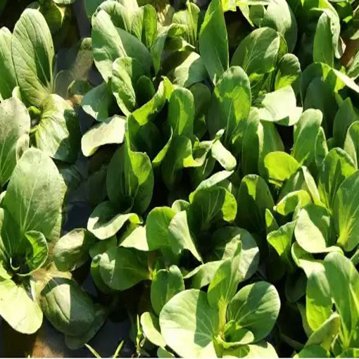 Kapusta warzywna Pak Choi, Brassica chinensis. Cabbage pak choi red inferno