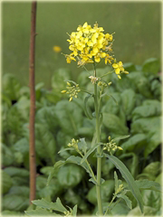 Kapusta właściwa olejowa