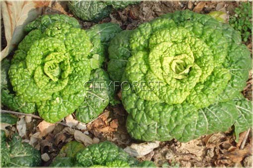 Kapusta Żółte Serce sałatkowa jadalna