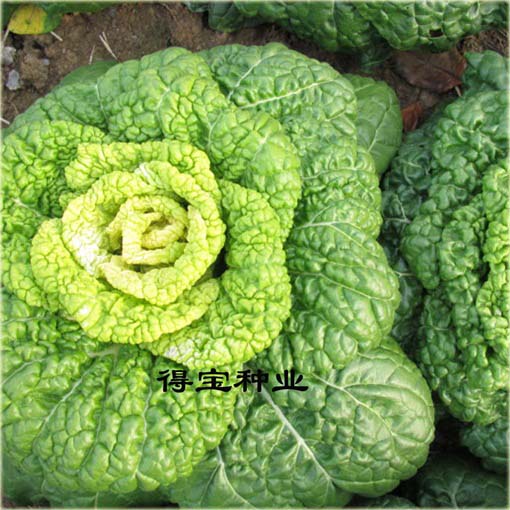 Kapusta Żółte Serce sałatkowa jadalna