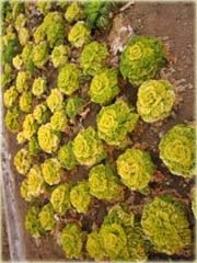 Kapusta Żółte Serce sałatkowa jadalna