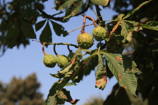 Nasiona Kasztanowiec, Kasztan, Aesculus hippocastanum