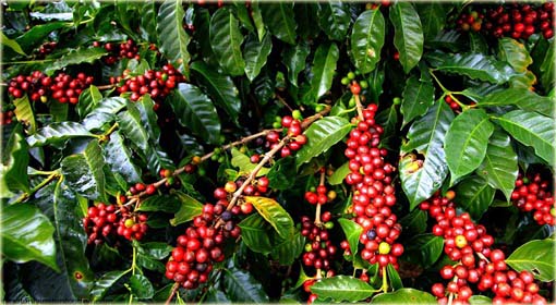 Kawa arabska pokojowa