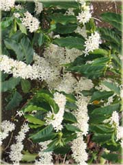 Kawa arabska pokojowa