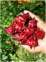 Ketmia szczawiowa na herbatkę, zioło
