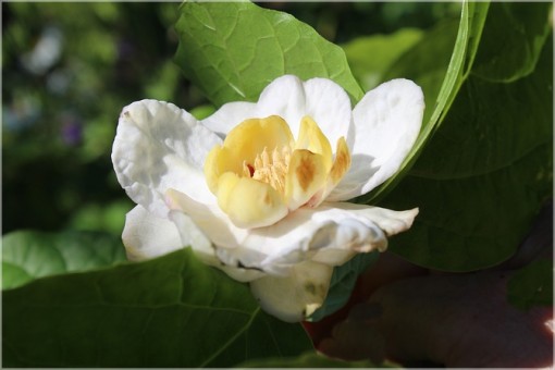 Nasiona Kielichowiec chiński. Calycanthus chinensis