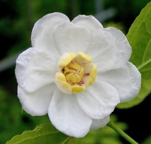 Kielichowiec chiński Calycanthus chinensis