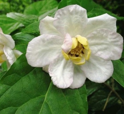 Kielichowiec chiński Calycanthus chinensis