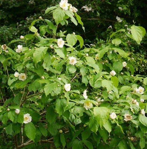 Kielichowiec chiński Calycanthus chinensis